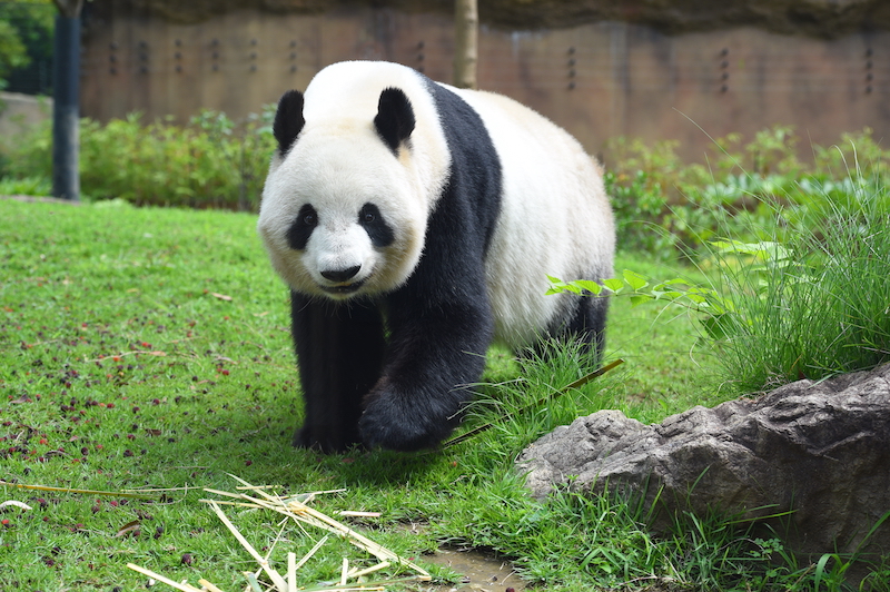 双子パンダと離れ、1頭で暮らしている母パンダのシンシン（Ph／(公財)東京動物園協会）