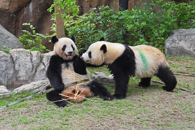 レイレイ（左）にじゃれるシャオシャオ（Ph／(公財)東京動物園協会）