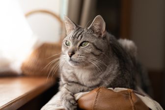 平均寿命は伸びる傾向！シニア猫のお世話どうする？「フード」「ベッド」「キャットタワー」で注…