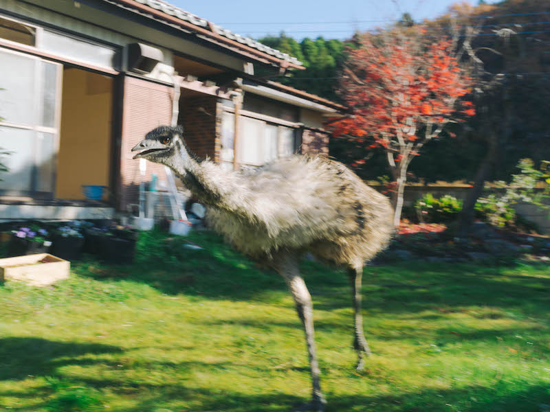 エミューちゃんと二人暮らし