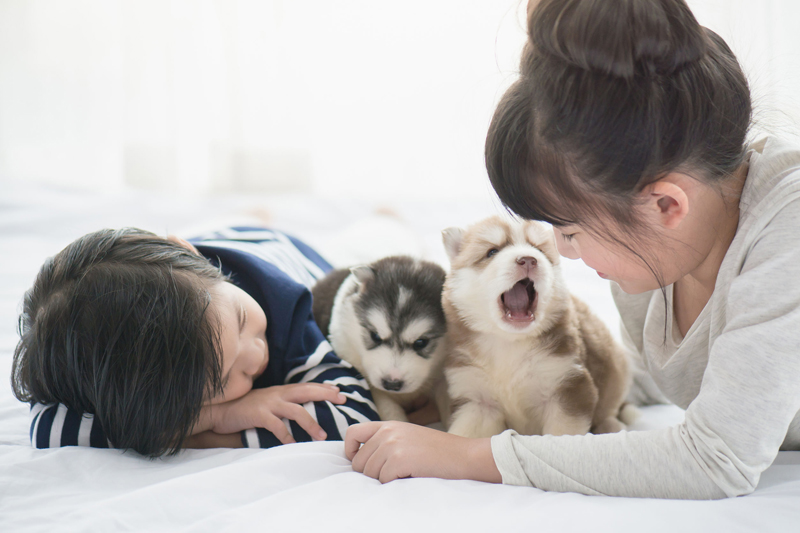 犬と子供