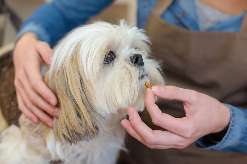 一般的になった「犬のサプリメント」、どんなときに与えるべき？（Ph／イメージマート）