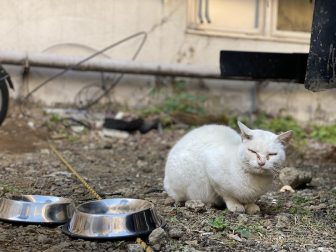 出会いは歌舞伎町　コロナ禍で弱った著者の心を支えた野良猫「たにゃ」とは？