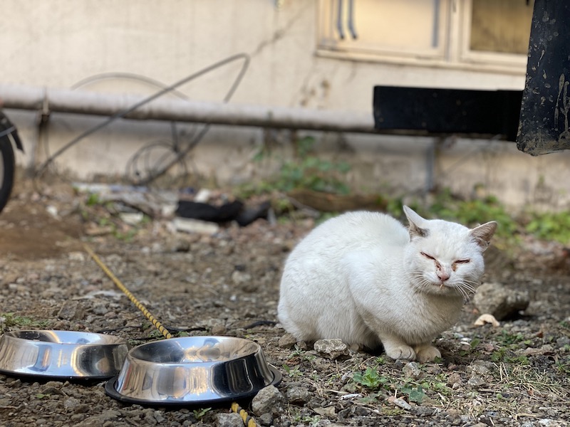 歌舞伎町の野良猫「たにゃ」と僕