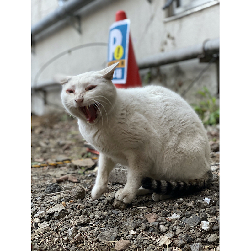 歌舞伎町の野良猫「たにゃ」と僕