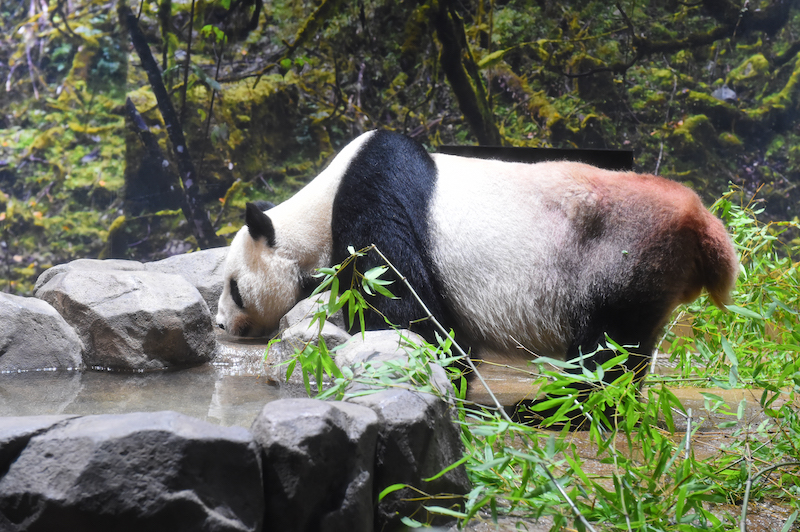 父パンダのリーリー（Ph／(公財)東京動物園協会）