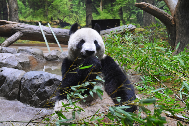 笹を食べるシンシン（Ph／(公財)東京動物園協会）