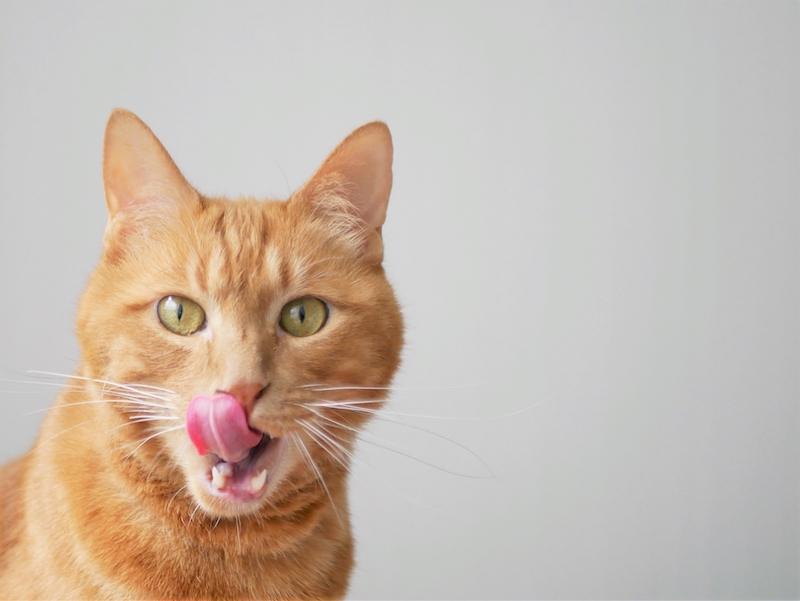 舌を出した猫