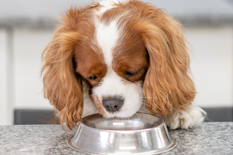 水を飲む犬