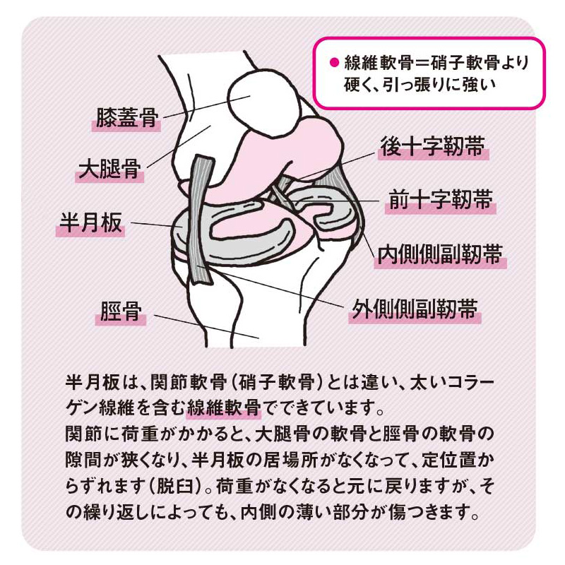 半月板は、太いコラーゲンを含む線維軟骨からなる（『痛みが消えてずっと歩ける 100年ひざ』より）