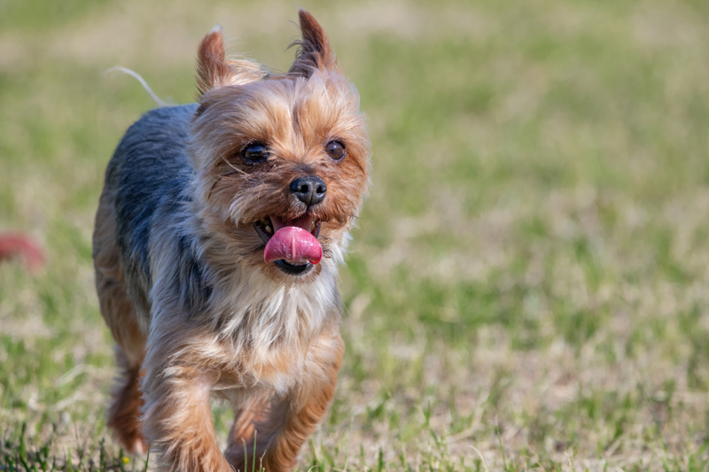 犬は“適度な”散歩が大好き（Ph／イメージマート）