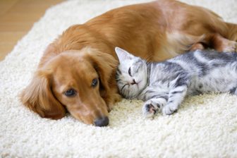 犬や猫はかなり繊細？　飼い主が気づかずやっている“ストレス行動”について獣医師が解説