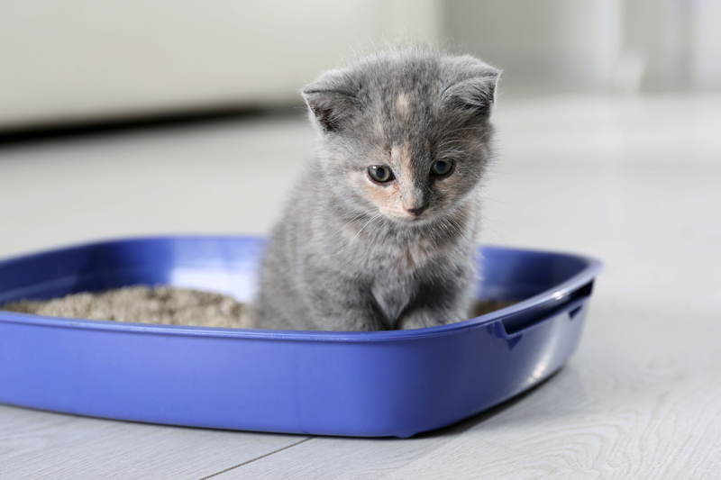 トイレが汚いと、特に猫は嫌がって排泄しなくなる（Ph／イメージマート）