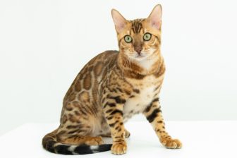 注目キャットショーをリポート！どう楽しむ？「真の健康」って何？　猫を愛する人がいま知ってお…