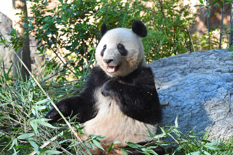 夏場に体重が減ってしまったレイレイもよく食べているよう（Ph／(公財)東京動物園協会）