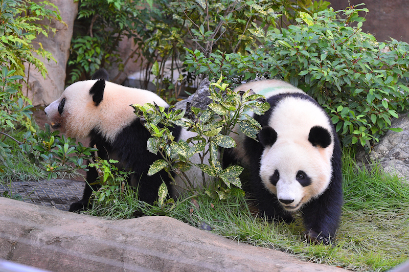 双子パンダのレイレイ（メス）とシャオシャオ（オス）（Ph／(公財)東京動物園協会）