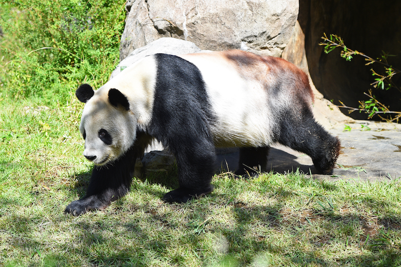 10月に初めて血圧測定をしたというリーリー（Ph／(公財)東京動物園協会）