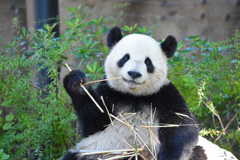 訓練の成果が出てきているシャオシャオ（Ph／(公財)東京動物園協会）