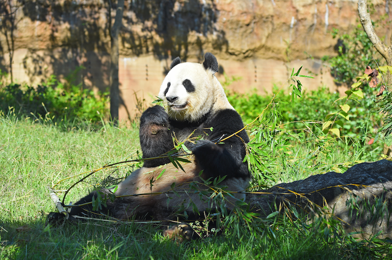 10月6日から展示が再開されたシンシン（Ph／(公財)東京動物園協会）