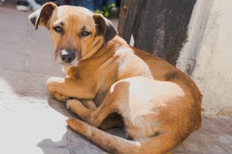 愛犬の“お尻の異変”を見逃さないで！獣医師が解説する「肛門腺」の役割と飼い主が気をつけるべき…