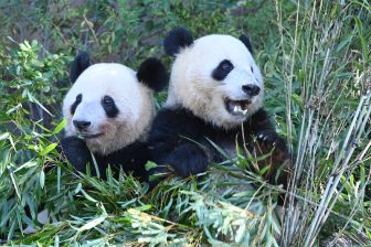 双子パンダもすっかり大人に？　屋外で過ごすことも増えてきた上野動物園のパンダたちの近況