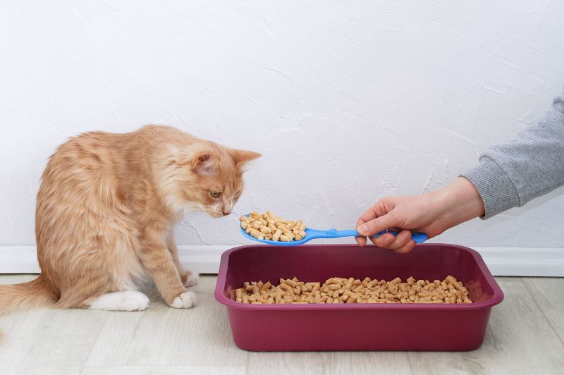 マーキングした場所をしっかり掃除したあと、そこで食事を与えるようにする（Ph／イメージマート）