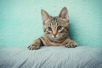 猫のマーキング、やめさせることはできる？ 過剰になる理由は？獣医師が解説