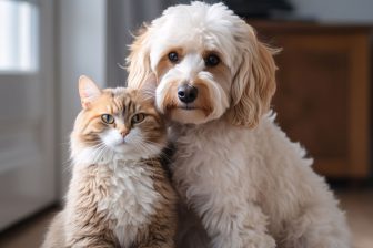 犬や猫の多頭飼いはどうすればうまくいくのか、犬と猫の違いは？　獣医師が解説する飼い主の気配…