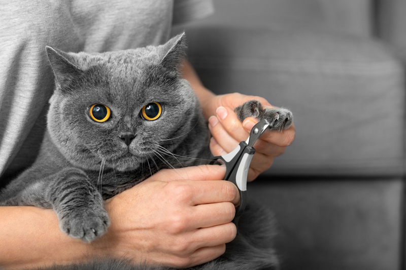 爪切りは爪切りで飼い主さんの責任で定期的に行って（Ph／イメージマート）