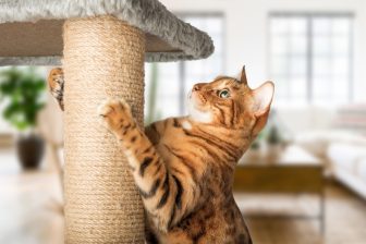 獣医師に聞く「猫はなぜ爪をとぐ？」　飼い主は壁やソファーが傷つけられても怒らず対処を