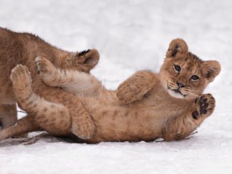 《写真集が話題》ライオン、トラ、ヒョウetc… 獰猛なイメージのネコ科大型動物たちの「ほぼ、ねこ…