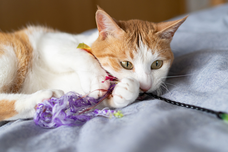 猫の気分を察して合わせよう（Ph／イメージマート）