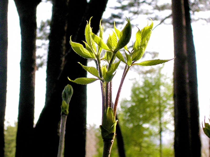 伸びるタラの芽