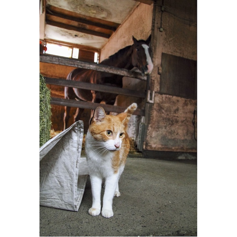 ボス猫メトとメイショウドトウ