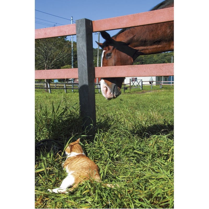 ボス猫メトとメイショウドトウ