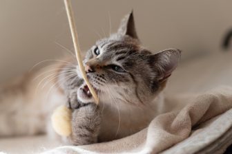 《276種類の表情がある？》猫の感情は顔より耳やしっぽや鳴き声にあらわれる！怒りや不満のサイン…