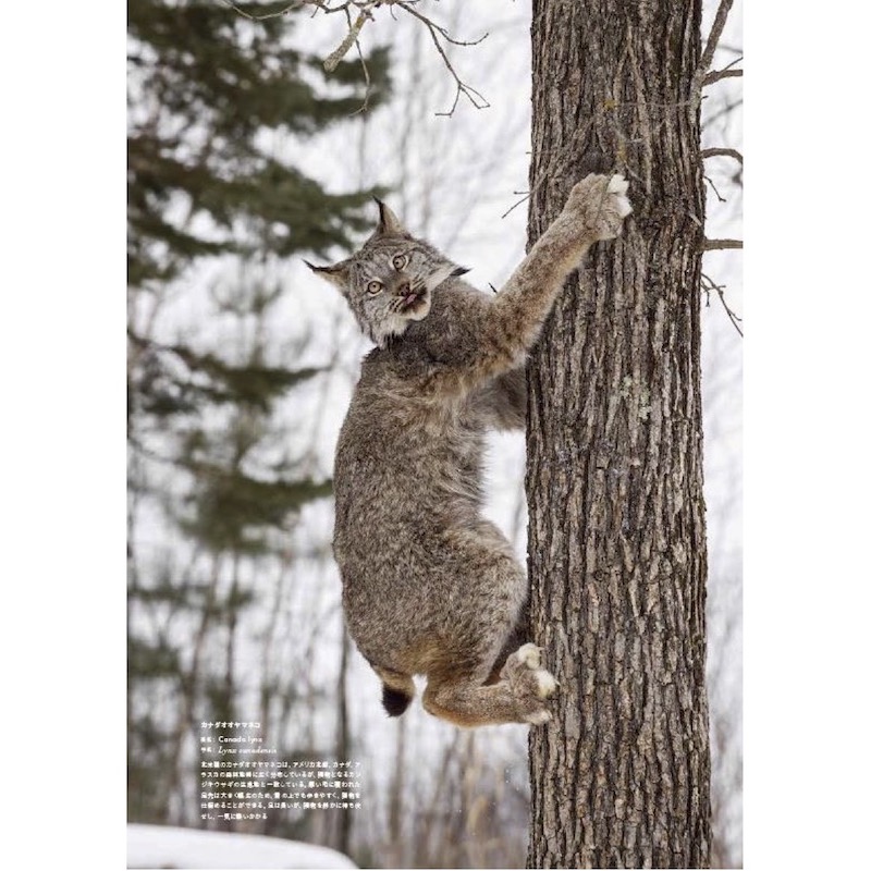 世界の飼い猫と野生猫