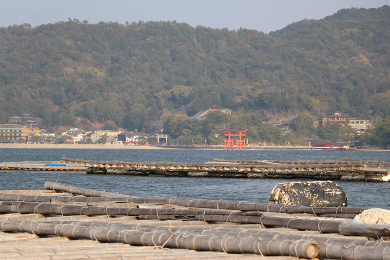 牡蠣の養殖場から、厳島神社を望む（島田水産）