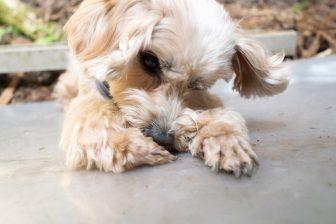 犬の4頭に1頭が皮膚病？　犬が自分の身体を噛んだり舐めたりしたら…飼い主が注意すべき疾患の種類…