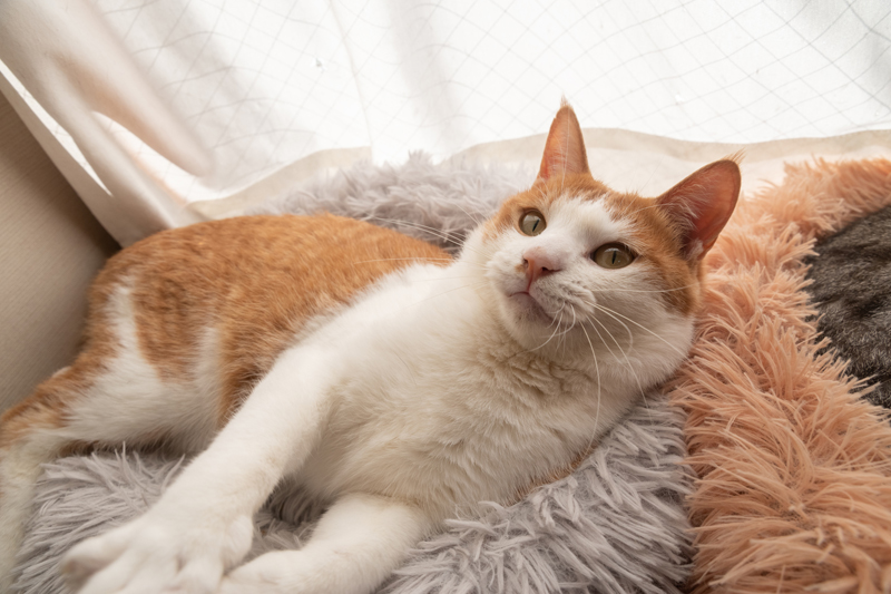 近年は室内飼いが増えている（Ph／イメージマート）