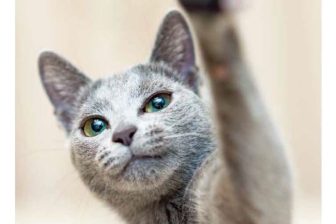 大自然で勇ましく駆ける「野生猫」と家で穏やかに暮らす「飼い猫」、それぞれのキュートな姿と生…