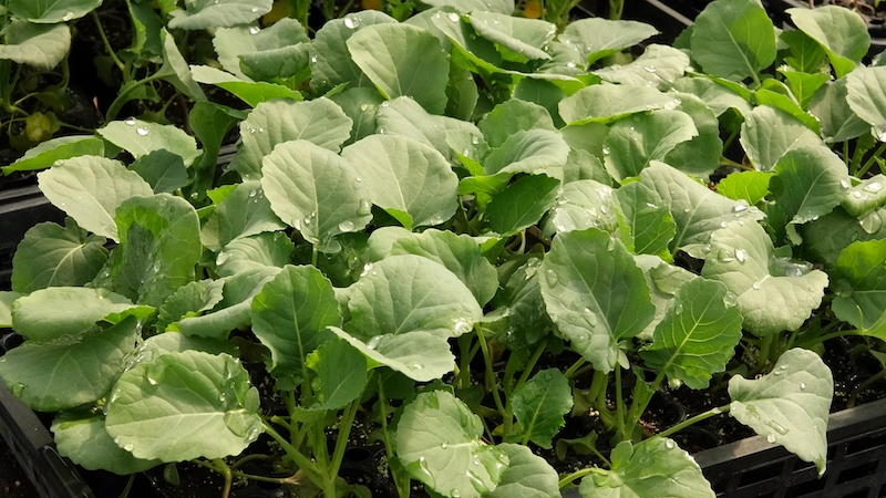 ビタミンCを効率的に摂るには、鮮度の高い野菜や果物を選んで（Ph／photoAC）