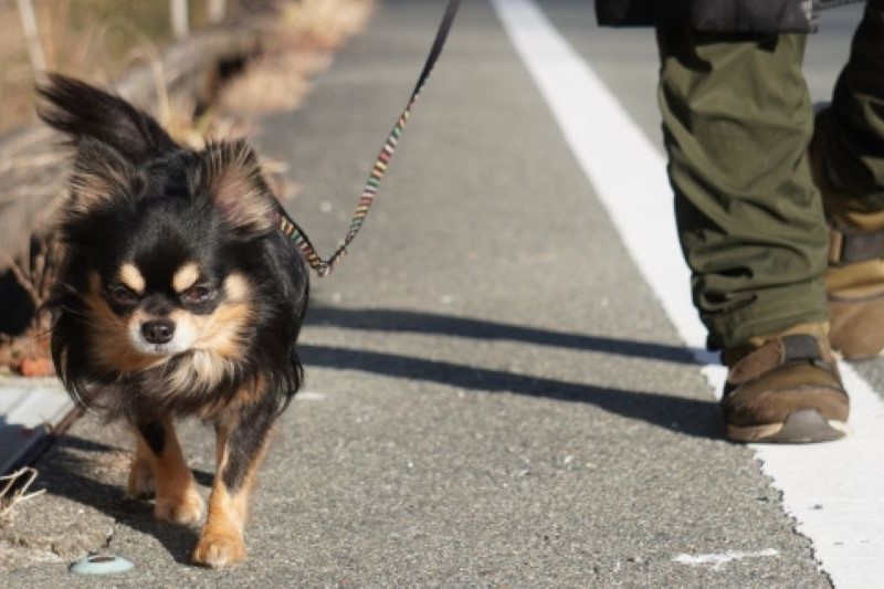 犬の散歩