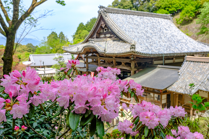 GWは石楠花が開花し、美しい（岡寺）