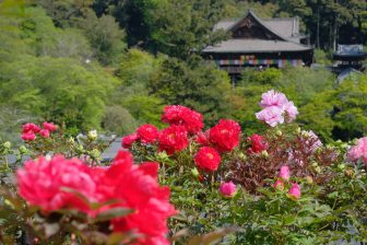 CMや大河で注目！仏像・花・おいしいものが揃う「大人女子旅」で行く奈良大和四寺巡り