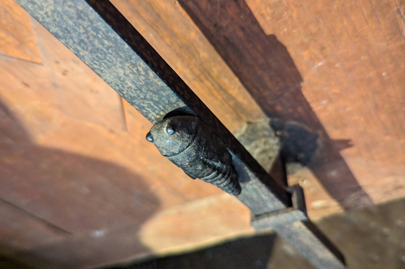 本堂の扉の鍵前には可愛らしい蝉も（室生寺）