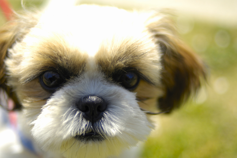 「犬の目の病気」の予防や治療法は？（Ph／イメージマート）