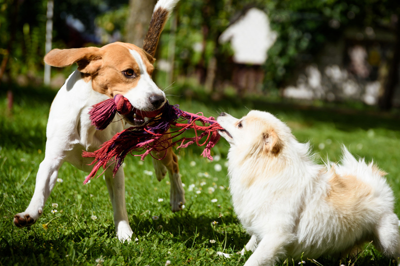 犬