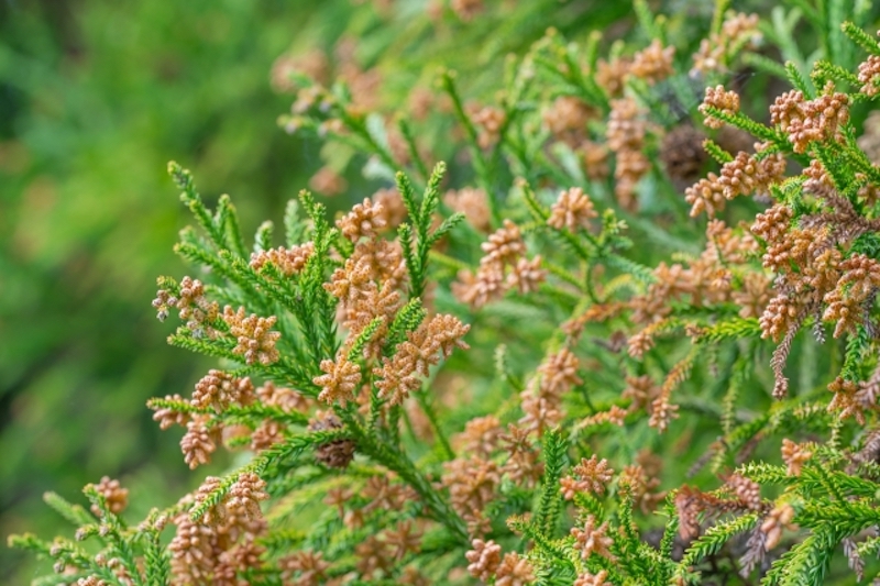 頭皮に花粉がついたままにしていると花粉皮膚炎になることも