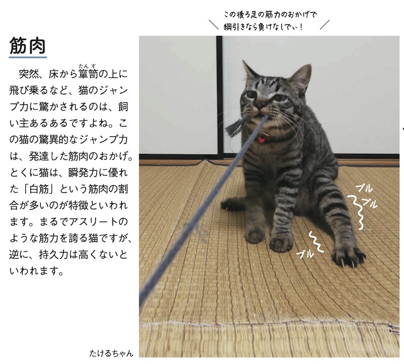 ねこまみれ事典